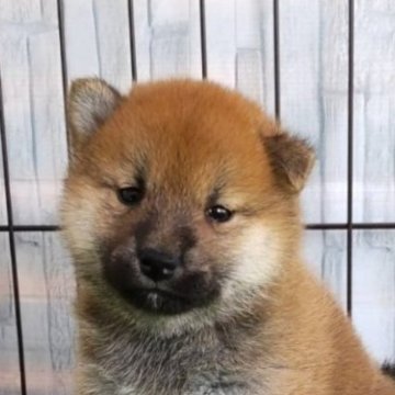 柴犬(標準サイズ)【大阪府・女の子・2023年10月3日・赤】の写真「きれいなお顔立ちの可愛い女の子。」