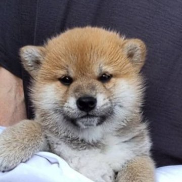柴犬(標準サイズ)【大阪府・男の子・2023年4月11日・赤】の写真「まんまる顔のきれいな男の子です。」