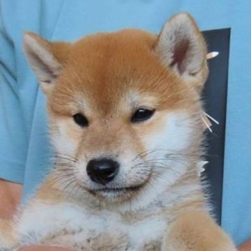 柴犬(標準サイズ)【大阪府・女の子・2024年8月12日・赤】の写真「血統優秀 ハイグレードで素晴らしい
女の子！」