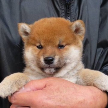 柴犬(標準サイズ)【大阪府・男の子・2023年10月8日・赤】の写真「まん丸の可愛い顔したイケメンタイプの男の子。」