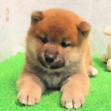 柴犬(標準サイズ)【大阪府・男の子・2024年5月17日・赤】の写真「血統優秀なハイグレードな男の子。」