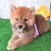 柴犬(標準サイズ)【大阪府・男の子・2023年7月3日・赤】の写真1「毛質のしっかりしたイケメン君です。」