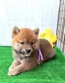 柴犬(標準サイズ)【大阪府・男の子・2023年7月3日・赤】の写真2