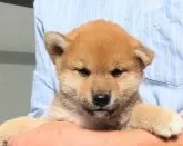 柴犬(標準サイズ)【大阪府・男の子・2024年9月25日・赤】の写真2「少し成長し柴犬らしくなりました。」