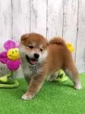 柴犬(標準サイズ)【大阪府・男の子・2023年8月28日・赤】の写真3