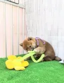 柴犬(標準サイズ)【大阪府・男の子・2023年7月3日・赤】の写真4