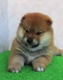 柴犬(標準サイズ)【大阪府・女の子・2024年2月9日・赤】の写真4「可愛さに凛とした雰囲気を持つこれぞ日本犬。」