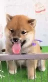 柴犬(標準サイズ)【大阪府・男の子・2024年4月3日・赤】の写真4「可愛らしさ満開！」