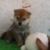 柴犬(標準サイズ)【大阪府・男の子・2024年4月26日・赤】の写真5