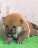 柴犬(標準サイズ)【大阪府・女の子・2024年6月13日・赤】の写真5
