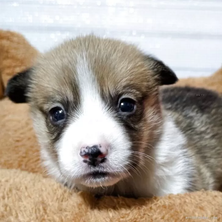 ID:2503-07609の子犬