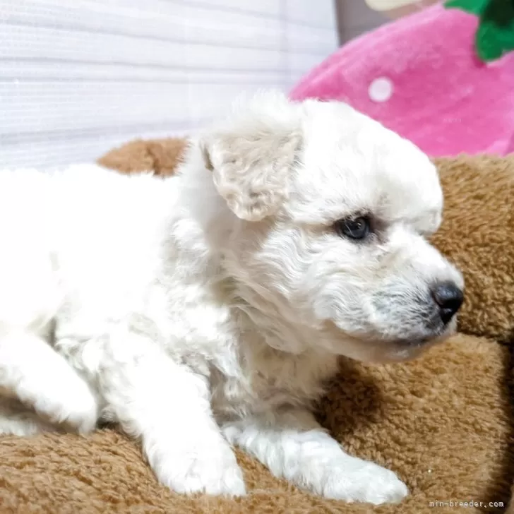 いち 様のお迎えした子犬