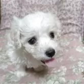 ビションフリーゼ