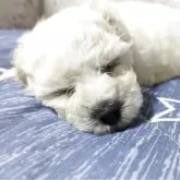 ビションフリーゼ【鹿児島県・女の子・2025年3月3日・ホワイト】の写真2