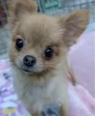 ポメラニアン【鹿児島県・女の子・2023年9月25日・オレンジ】の写真2