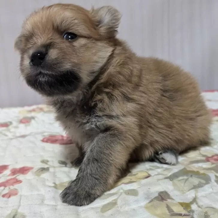 ID：2411-00521の子犬