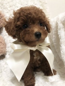 トイプードル(タイニー)【群馬県・男の子・2022年3月17日・レッド】の写真「クリクリお目々で可愛い顔立ちの元気な男の子です。」