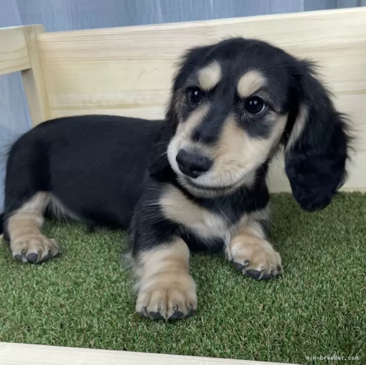 まりぞう 様のお迎えした子犬