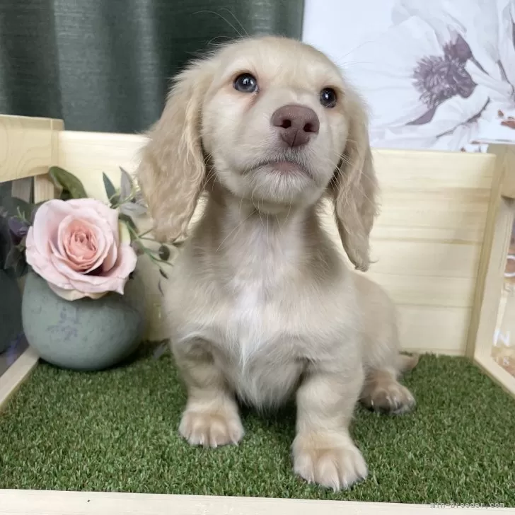 ID:2501-04568の子犬