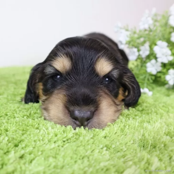 ID:2411-04500の子犬