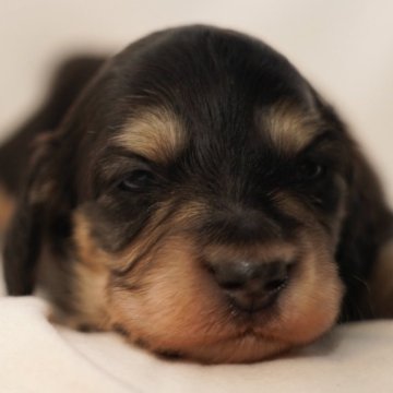 ミニチュアダックスフンド(ロング)【滋賀県・男の子・2025年10月17日・ブラック&イエロー】の写真「お目目があきはじめました👀✨」