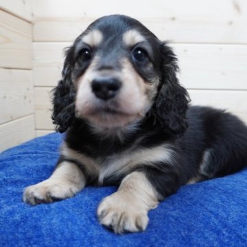 ミニチュアダックスフンド(ロング)【滋賀県・男の子・2025年10月17日・ブラック&イエロー】の写真「お顔がだんだん出来上がってきました✨」