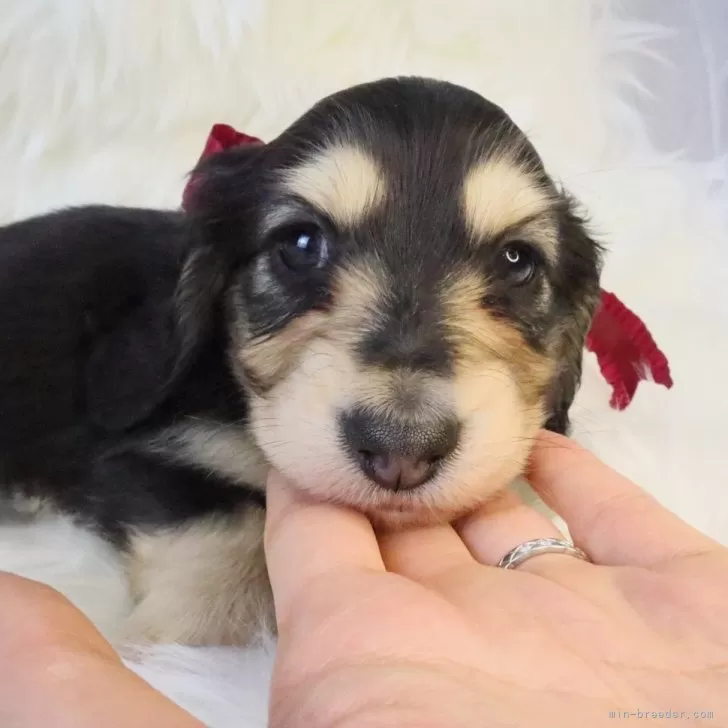 あす 様のお迎えした子犬