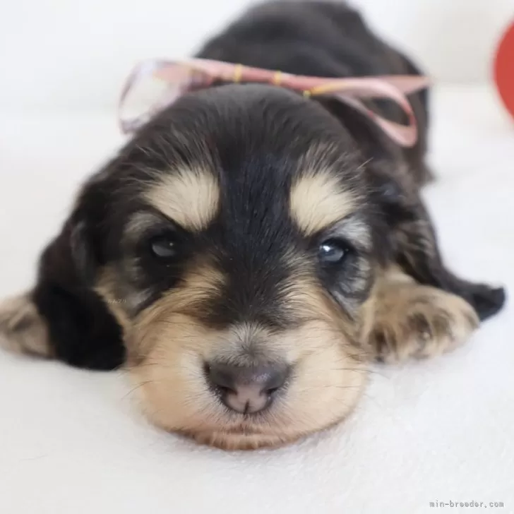 N.I 様のお迎えした子犬