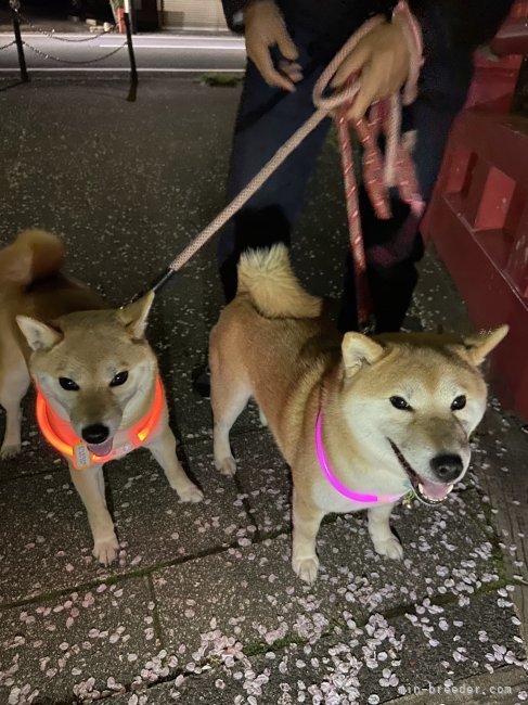 夜桜も見に行きました。｜高田　幸枝(たかだ　ゆきえ)ブリーダー(岐阜県・柴犬・日本犬保存会登録)の紹介写真3