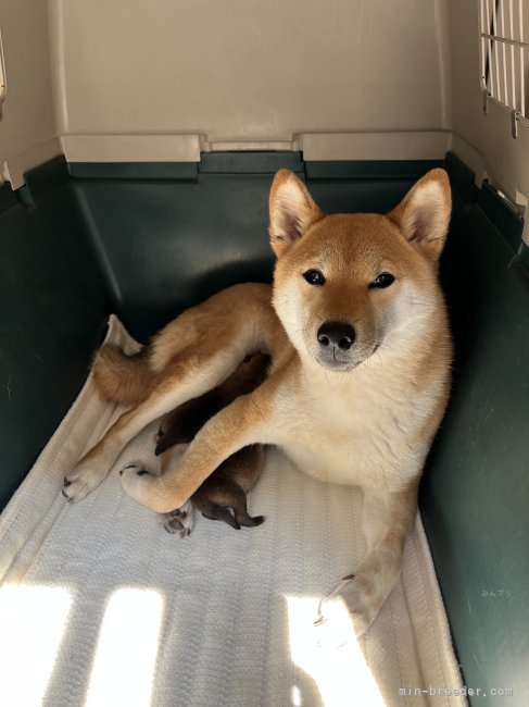 子犬が生まれたばかりです。お母さんはお疲れです。｜高田　幸枝(たかだ　ゆきえ)ブリーダー(岐阜県・柴犬・日本犬保存会登録)の紹介写真4