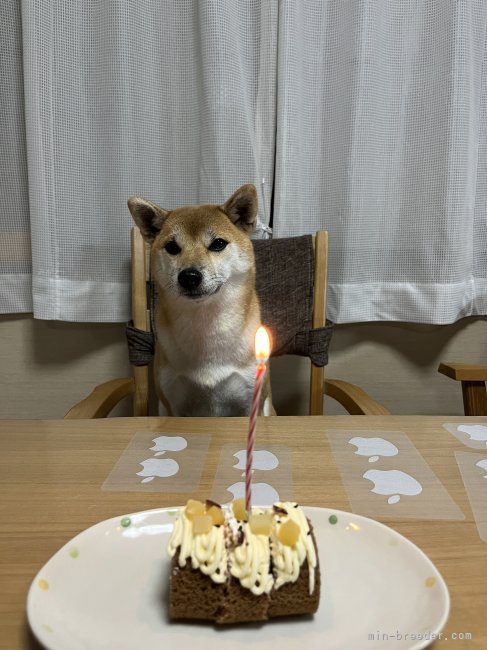 誕生日にはお祝いをします。ケーキも皆で分けます。｜高田　幸枝(たかだ　ゆきえ)ブリーダー(岐阜県・柴犬・日本犬保存会登録)の紹介写真7