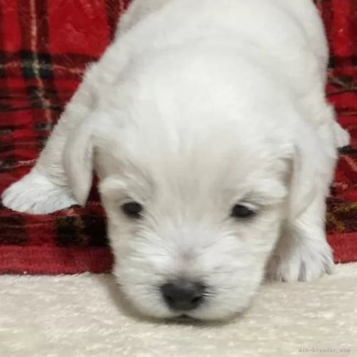 ID:2411-06555の子犬