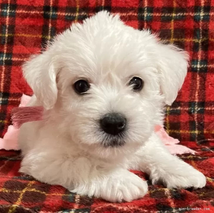 ID：2508-03871の子犬