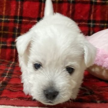 ウエストハイランドホワイトテリア【東京都・女の子・2024年12月18日・ホワイト】の写真「ウエスティ♡ピンクちゃん」