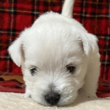 ウエストハイランドホワイトテリア【東京都・女の子・2024年12月18日・ホワイト】の写真「ウエスティ♡茶～ちゃん」