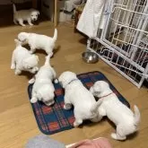 ミックス(ウエストハイランドホワイトテリア×ビションフリーゼ)【東京都・男の子・2024年11月4日・ホワイト】の写真8「ミルクの後の自由行動♡」