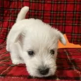 ウエストハイランドホワイトテリア【東京都・男の子・2024年2月6日・ホワイト】の写真1「おだやか系なボク♡」