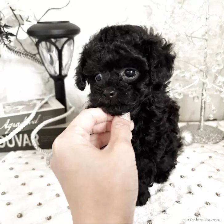 tarotaro 様のお迎えした子犬