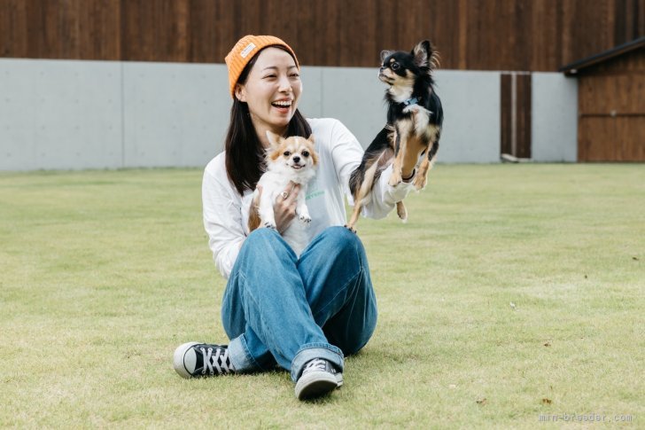 渡邊　佳子(わたなべ　よしこ)ブリーダー(大分県・チワワ(ロング)など・JKC登録)の紹介写真1