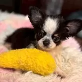 チワワ(ロング)