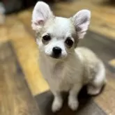 チワワ(ロング)