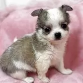 チワワ(ロング)
