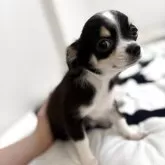 チワワ(ロング)