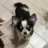 チワワ(ロング)