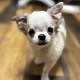 チワワ(ロング)