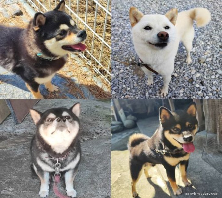 森本彰規ブリーダー