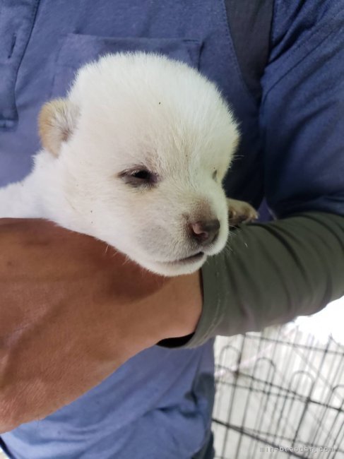 森本　彰規(もりもと　あきのり)ブリーダー(高知県・柴犬など・KC登録)の紹介写真6