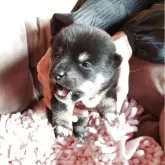 豆柴【高知県・女の子・2025年10月9日・黒色】の写真4