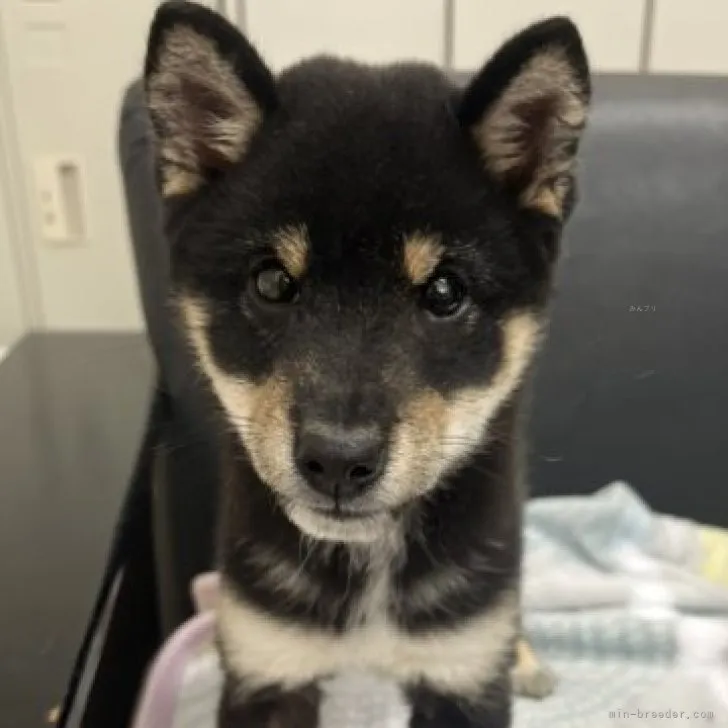 ID:2308-01397の子犬