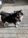 柴犬【・女の子・2021年10月6日・黒色】